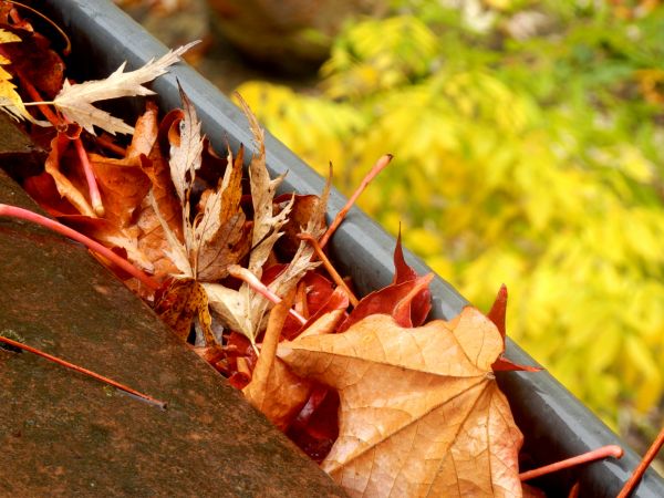 Cost of Roof Gutter Debris Removal in Palm Coast