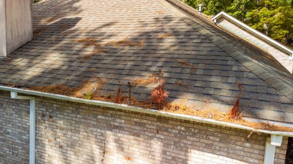 Cost of Gutter Pine Needle Removal in Palm Coast